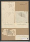 Coscinodiscus curvatulus var. subocellatus Grun. (de-Toni-Nr.: Genus 202, Species 4928) Zeichnungen Sammlung Grunow Nr. 8510 (NHMW-BOT-W0378130)